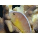 Amphiprion akallopisos M Elevage France  MERS 