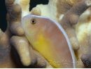 Amphiprion akallopisos M Elevage France  MERS 