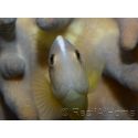 Amphiprion akallopisos M Elevage France  MERS 
