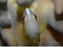 Amphiprion akallopisos M Elevage France  MERS 