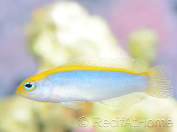 Pseudochromis flavivertex  Ultra Elevage France MERS 