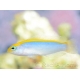 Pseudochromis flavivertex  Ultra Elevage France MERS 