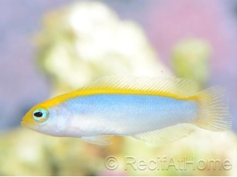 Pseudochromis flavivertex  Ultra Elevage France MERS 