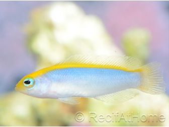 Pseudochromis flavivertex  Ultra Elevage France MERS 