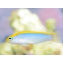 Pseudochromis flavivertex  Ultra Elevage France MERS 