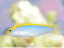 Pseudochromis flavivertex  Ultra Elevage France MERS 