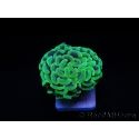 Euphyllia paraancora green fluo Australie Taille S