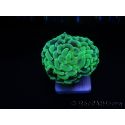 Euphyllia paraancora green fluo Australie Taille S
