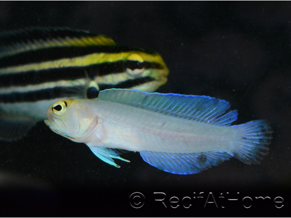 Couple Opistognathus aurifrons Elevage MERS
