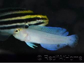 Couple Opistognathus aurifrons Elevage MERS