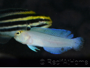 Couple Opistognathus aurifrons Elevage MERS