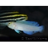 Couple Opistognathus aurifrons Elevage MERS