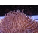 WYSIWYG Sarcophyton lobatum