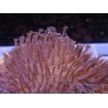 WYSIWYG Sarcophyton lobatum