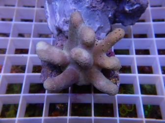 Lobophytum sp