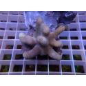 Lobophytum sp