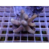 Lobophytum sp