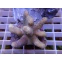 Lobophytum sp
