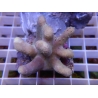 Lobophytum sp