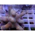 Lobophytum sp