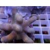 Lobophytum sp