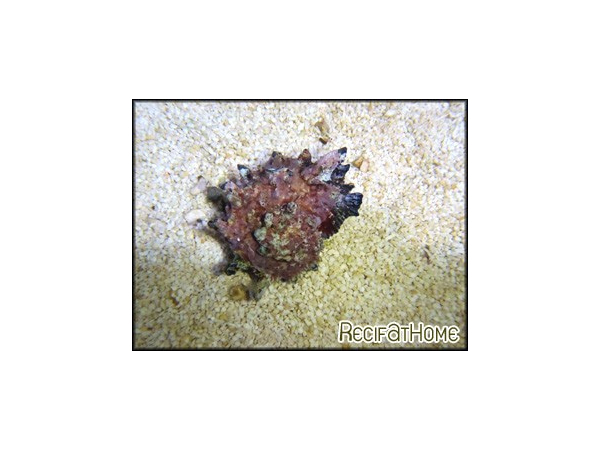 Angaria sp