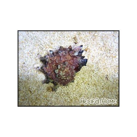 Angaria sp