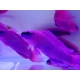 Granulés pour poissons d'élevage (315-500 μm) 100 grs