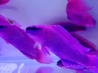 Granuli per pesci d'allevamento INVE (315-500 μm) 100 gr