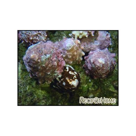 Astralium sp