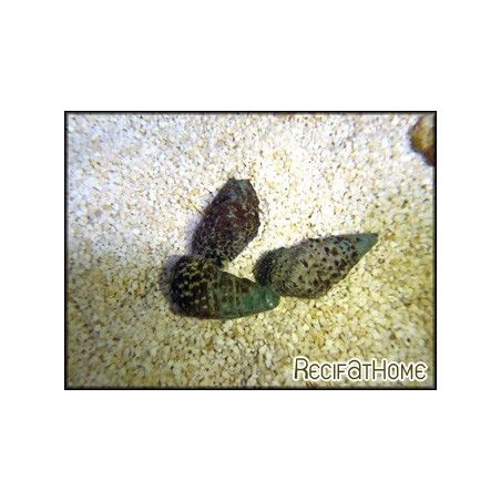 Cerithium echinatum  