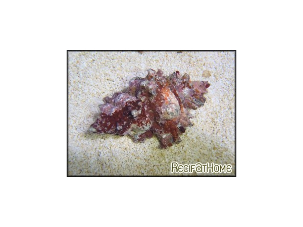 Chicoreus sp