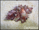 Chicoreus sp