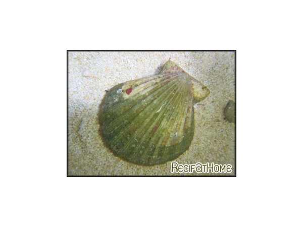 Clamys pallium  