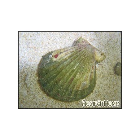 Clamys pallium  