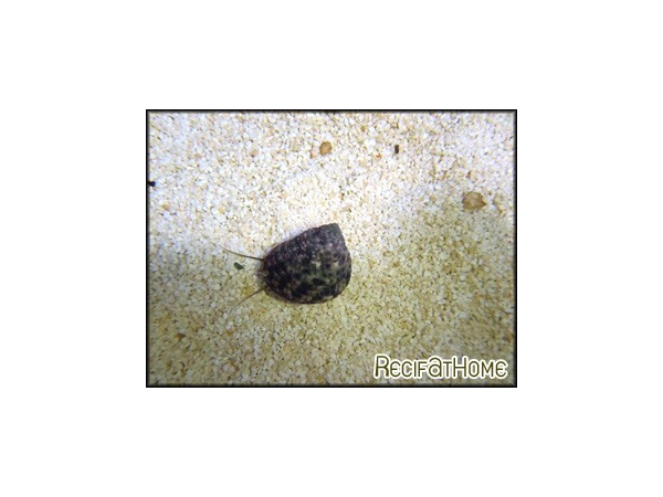 Euchelus lischkei 