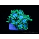 Goniopora Blue mouth S