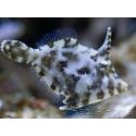 Acreichthys tomentosus