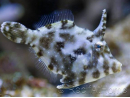 Acreichthys tomentosus