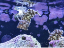 Acreichthys tomentosus ELEVAGE France M MERS 