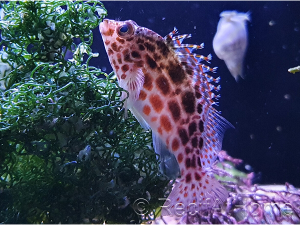Cirrhitichthys oxycephalus
