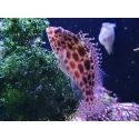 Cirrhitichthys oxycephalus