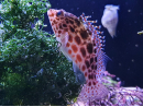 Cirrhitichthys oxycephalus