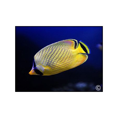 Chaetodon rafflesi