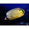 Chaetodon rafflesi