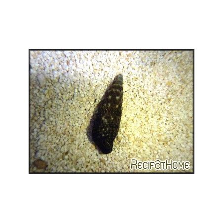 Rhinoclavis sp.