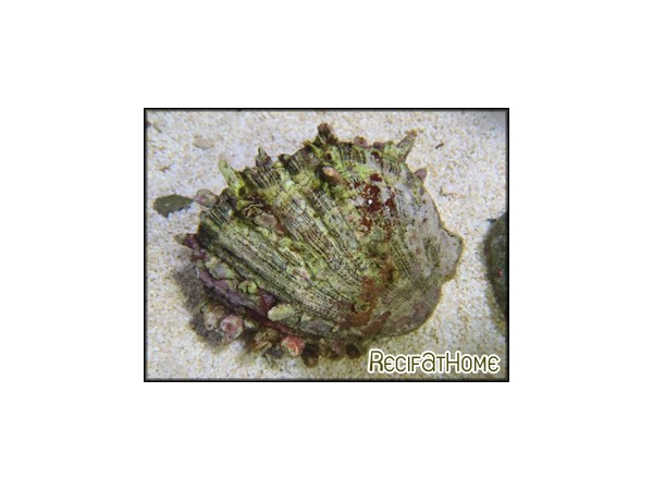 Spondylus sp.