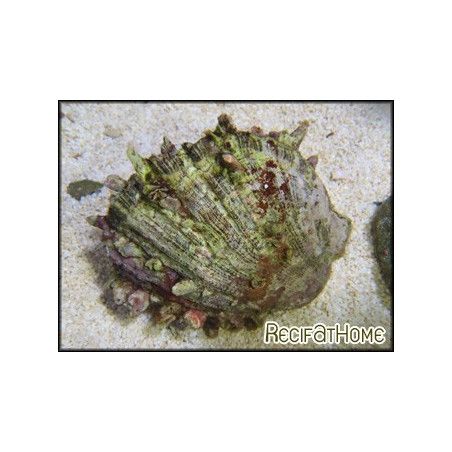 Spondylus sp.