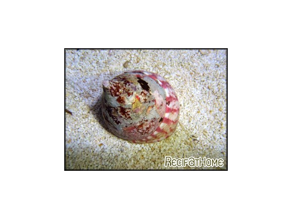 Tectus conus 