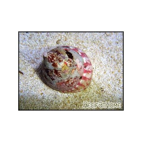 Tectus conus 